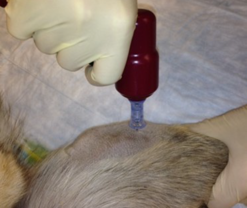 how to put a catheter in a female dog