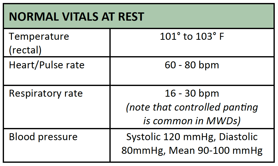 what is normal dog heart rate