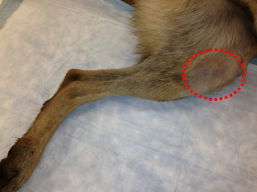 Figure 31.  Location for IO catheter placement on proximal medial tibia