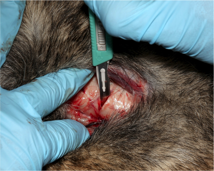 Figure 13.  Make an incision in the trachea