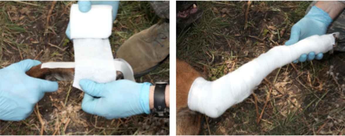 Figure 36.  Wrap cast padding around the limb