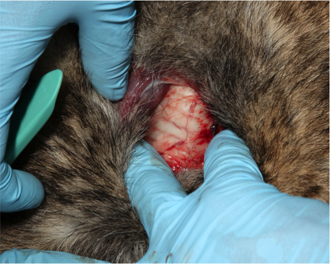 Figure 12.  Hold the muscles apart to visualize the trachea