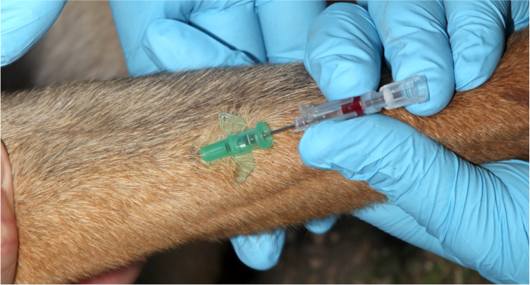 Figure 28.  Advance the catheter into the vein